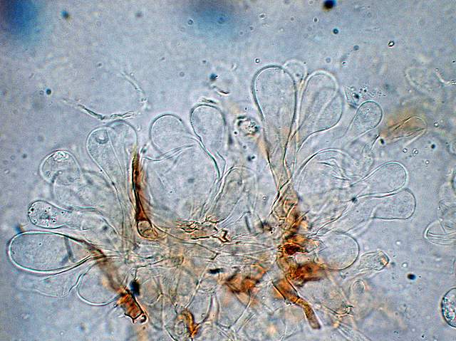 Conocybe hornana     Singer & Hausknecht